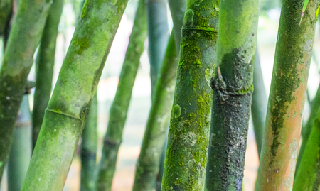 Bamboo tree in the tropical forestの写真素材