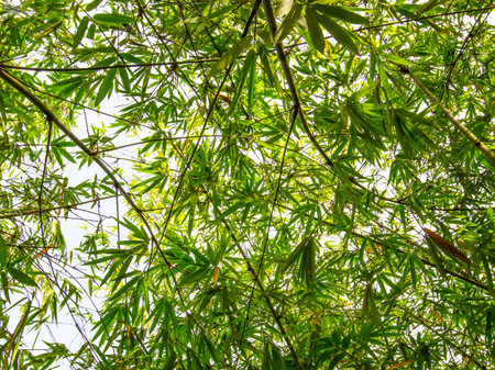 Bamboo leaves in a tropical jungleの写真素材