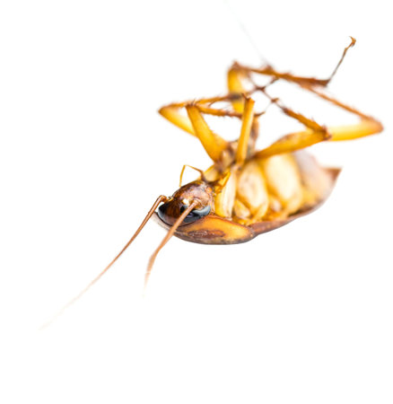 Dead cockroach on its back over white backgroundの写真素材