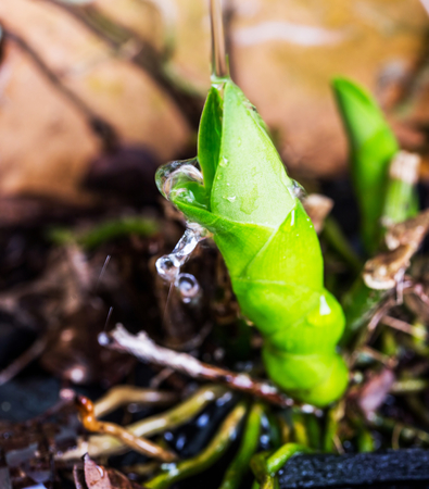 Young orchid shoot in a flower potの写真素材