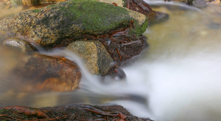 A stream runs through a Malaysia jungle 