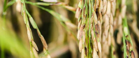 A group of unmilled riceの写真素材