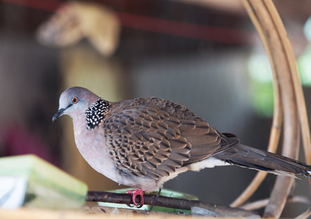 A domesticated spotted dove 