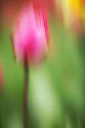Tulips flowers motion blur for background の写真素材