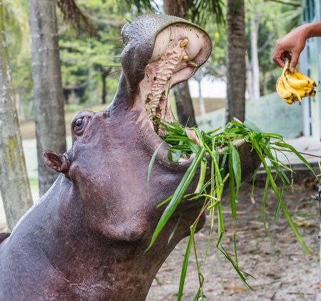 Hippopotamus in captivityの写真素材