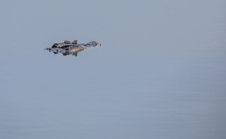 Saltwater crocodile in captivityの写真素材