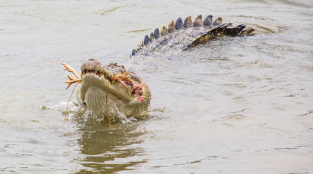 Saltwater crocodile in captivityの写真素材