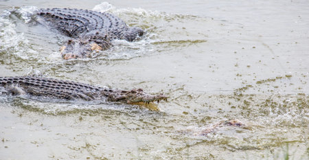 Saltwater crocodile in captivityの写真素材