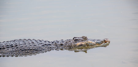 Saltwater crocodile in captivityの写真素材