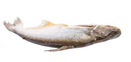 Tropical Pangasius Sutchi freshwater fish over white background