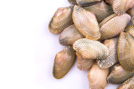 Fresh soft shell clams over white backgroundの写真素材