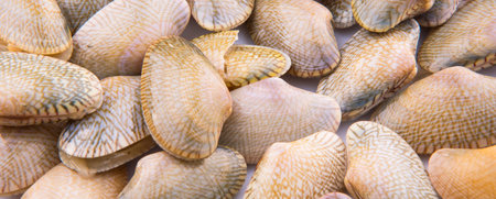 Fresh soft shell clams の写真素材