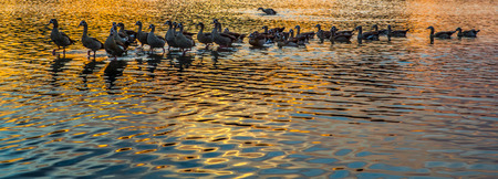 Wild ducks and sunset at Putrajaya Wetland, Malaysiaの写真素材