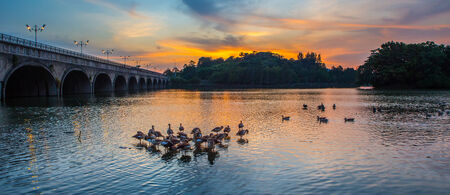 Wild ducks and sunset at Putrajaya Wetland, Malaysiaの写真素材
