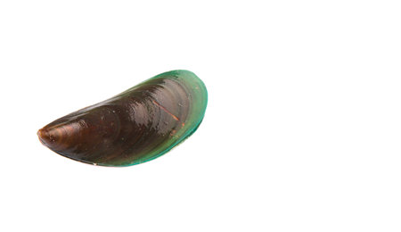 A saltwater mussel over white backgroundの写真素材