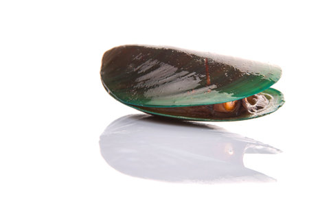 A saltwater mussel over white background