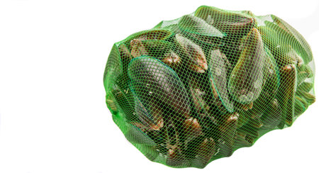 A group of mussel in a green net sackの写真素材