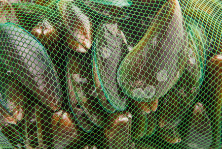 A group of mussel in a green net sackの写真素材