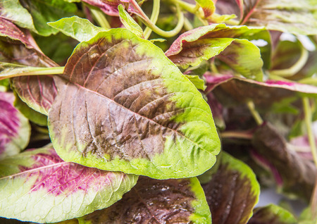 Chinese red spinach leaves close up viewの写真素材