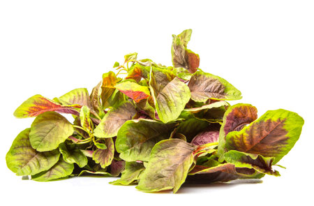 A bunch of Chinese red spinach over white backgroundの写真素材