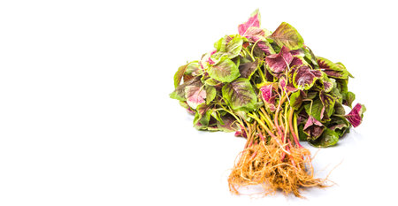 A bunch of Chinese red spinach over white backgroundの写真素材