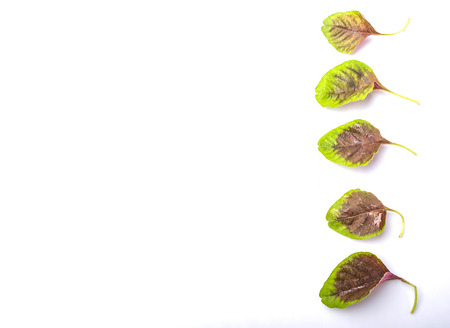 Chinese red spinach leaves over white backgroundの写真素材
