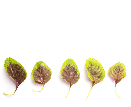 Chinese red spinach leaves over white backgroundの写真素材
