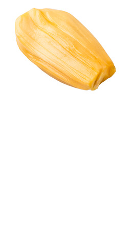 Exotic jackfruit over white backgroundの写真素材