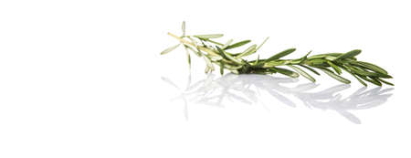 Rosemary herbs over white backgroundの写真素材