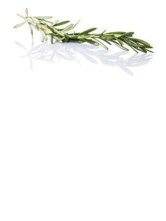 Rosemary herbs over white backgroundの写真素材
