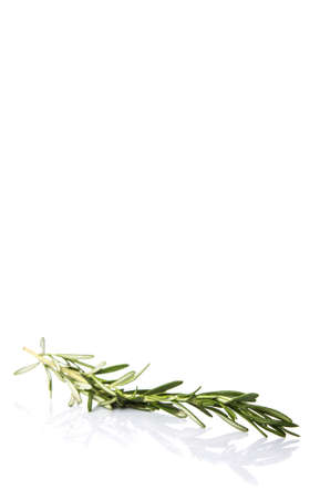 Rosemary herbs over white backgroundの写真素材