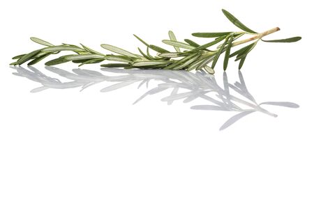 Rosemary herbs over white backgroundの写真素材