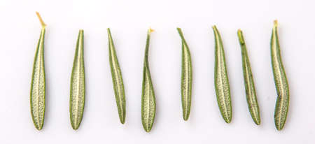 Rosemary herbs over white backgroundの写真素材