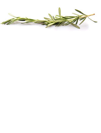 Rosemary herbs over white backgroundの写真素材