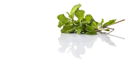 Apple mint leaves herbs over white backgroundの写真素材