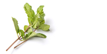 Apple mint leaves herbs over white backgroundの写真素材