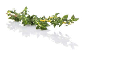 Thyme herbs leaves over white backgroundの写真素材