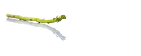 Fresh green asparagus vegetable over white backgroundの写真素材