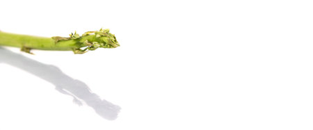 Fresh green asparagus vegetable over white background