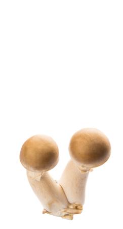 Japanese Shimeji mushrooms over white backgroundの写真素材
