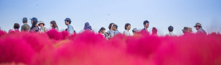 HITACHI SEASIDE PARK, JAPAN - 24TH OCTOBER 2015. Crowd of tourists enjoying the view of red kochia bushes. Hitachi Seaside Park is a popular tourist destination in Japan.のeditorial素材