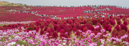 HITACHI SEASIDE PARK, JAPAN - 24TH OCTOBER 2015. Crowd of tourists enjoying the view of red kochia bushes. Hitachi Seaside Park is a popular tourist destination in Japan.のeditorial素材