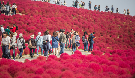 HITACHI SEASIDE PARK, JAPAN - 24TH OCTOBER 2015. Crowd of tourists enjoying the view of red kochia bushes. Hitachi Seaside Park is a popular tourist destination in Japan.のeditorial素材