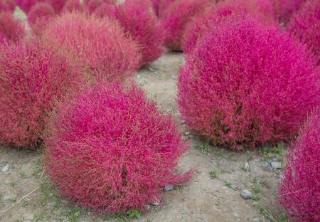 HITACHI SEASIDE PARK, JAPAN - 24TH OCTOBER 2015. Crowd of tourists enjoying the view of red kochia bushes. Hitachi Seaside Park is a popular tourist destination in Japan.のeditorial素材