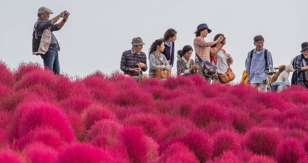 HITACHI SEASIDE PARK, JAPAN - 24TH OCTOBER 2015. Crowd of tourists enjoying the view of red kochia bushes. Hitachi Seaside Park is a popular tourist destination in Japan.のeditorial素材