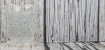 Sweet basil seed drink in a bottle over wooden backgroundの写真素材