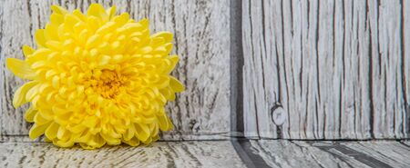 Edible yellow chrysanthemum flower over wooden backgroundの写真素材