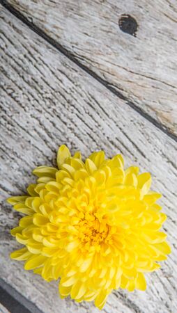 Edible yellow chrysanthemum flower over wooden backgroundの写真素材