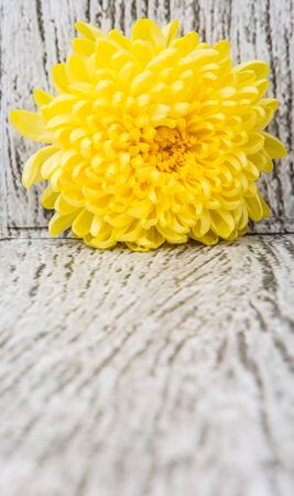 Edible yellow chrysanthemum flower over wooden backgroundの写真素材
