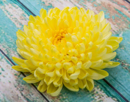 Edible yellow chrysanthemum flower over wooden backgroundの写真素材